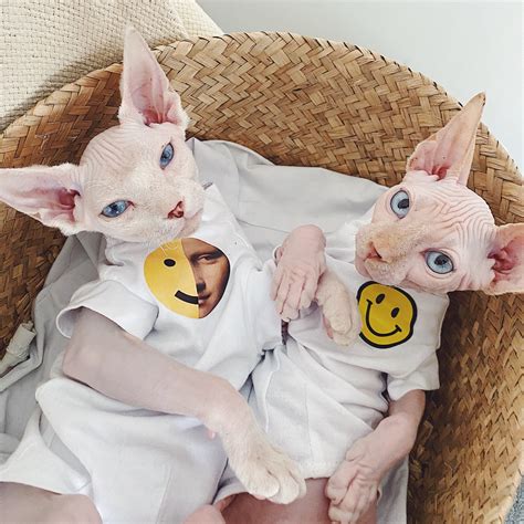 Cotton Hairless Cat Clothes Sphynx Cat Clothing Smile Face Etsy