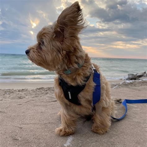 Sure enough, you would have to make some changes to your property, as well. A Guide to Michigan's Pet-Friendly Beaches | Michigan
