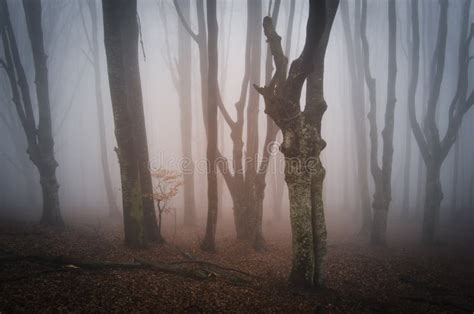 Twisted Ha Incantato Gli Alberi In Una Foresta Misteriosa Immagine