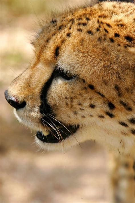 Cheetah Stock Image Colourbox