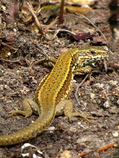 Common Lizard Ящерицы Рептилии