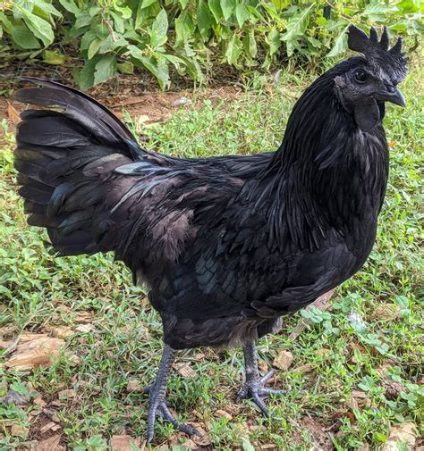An Ayam Cemani Rooster Black Beak Black Comb Black Feathers Black