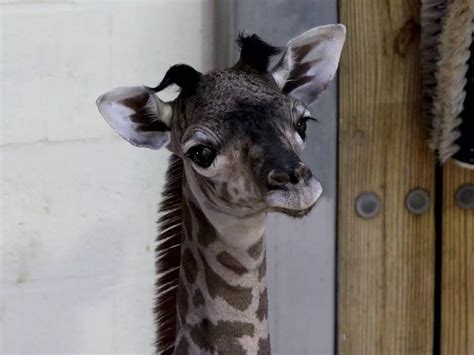 A Baby Giraffe Was Born At Disneys Animal Kingdom And Its Already