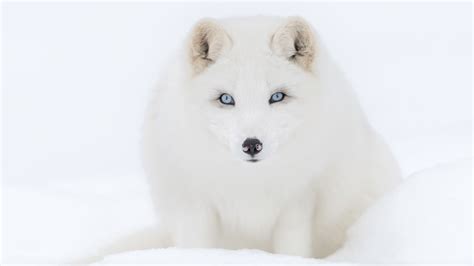 Animal Arctic Fox 8k Ultra Hd Wallpaper