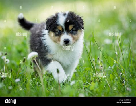 Australian Shepherd With Puppy Hi Res Stock Photography And Images Alamy