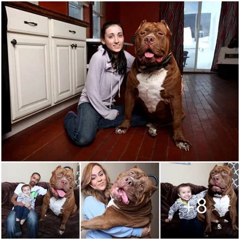 The Video Meet The World S Largest Pit Bull Named Hulk Weighing 173 Lbs Wauye