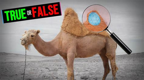 Camels Store Water In Their Humps Shorts Youtube