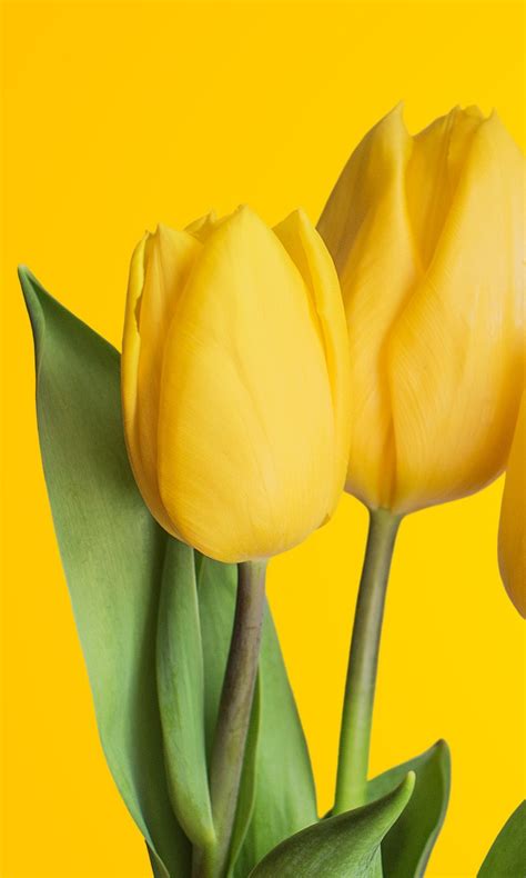 Hundreds of select yellow wallpapers from 7fon! Yellow Tulips 4K Wallpapers | HD Wallpapers | ID #25245