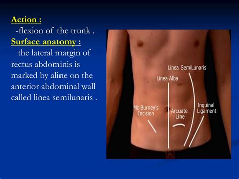 Surface Anatomy Of The Abdomen