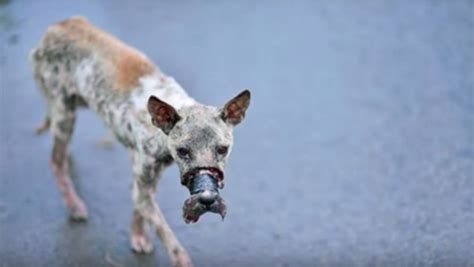 This Dog Was Tortured To The Bone When The Tape Was Removed It Tore