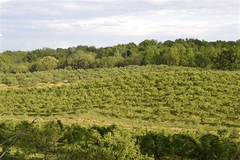 Free Images Landscape Tree Nature Grass Sky Vineyard Field