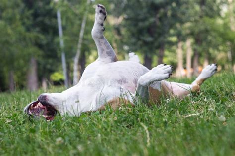 Dog Has An Allergy Problemhappy Pet Dog On Grass Stock Photo Image