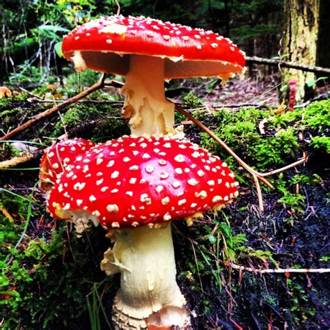 Picking Edible Wild Mushrooms, Wild Mushroom Hunting | HubPages
