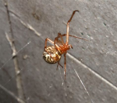 Parasteatoda Tepidariorum Common House Spider In East Texas Texas