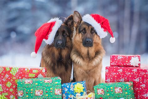 The Twelve Breeds Of Christmas German Shepherd Dog Tevra Pet