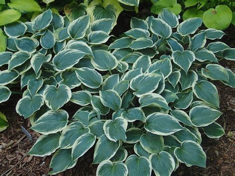 Planting bare root hostas and companion plants. Hosta - What's New This Year! - Knecht's Nurseries ...