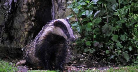 Badger Cull In Buckinghamshire To Be Extended As Thousands Marked For