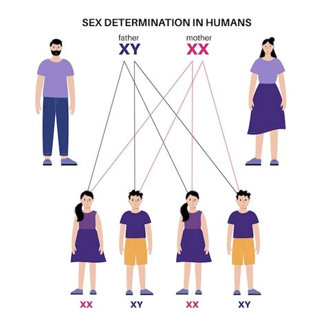 Premium Vector Sex Determination In Humans Male And Female Sperm And Eggs X And Y Chromosomes