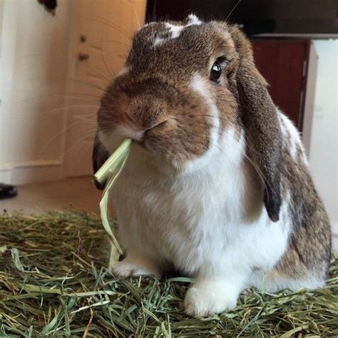 5 Ways To Help A Picky Rabbit Eat More Timothy Hay Small Pet Select