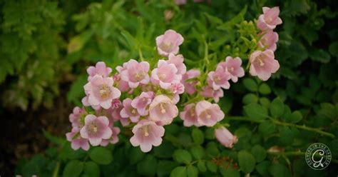 Cool Season Hardy Annual Flowers Plan Ahead For Spring Blooms