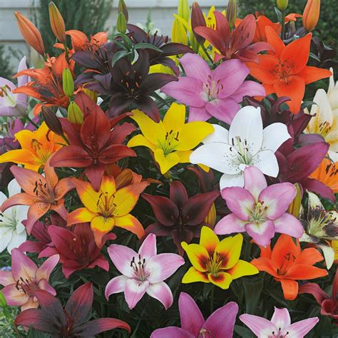 Bold Colors Asiatic Lily Mix White Flower Farm