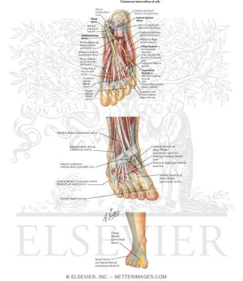 Nerves Of The Foot And Ankle