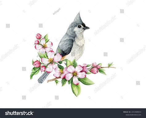 Titmouse Bird Apple Flowers Watercolor Illustration Stock Illustration 2157409553 Shutterstock