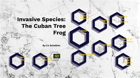 Invasive Species Cuban Tree Frog By Liz Schallmo