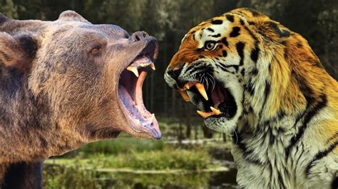 Lion Vs Bear Real Fight To Death And Tiger Vs Bear Fight Youtube