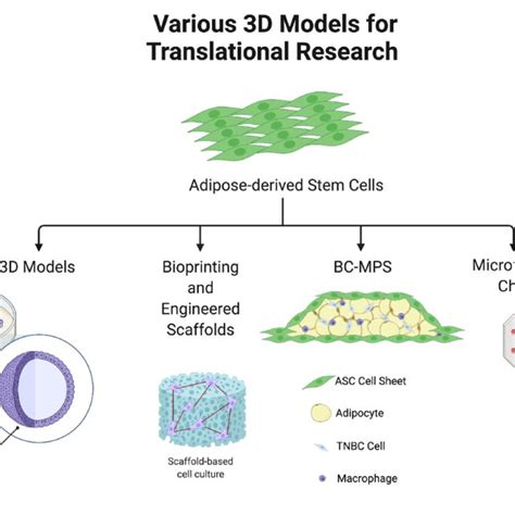 Adipose Derived Stem Cells In Translational Research Models