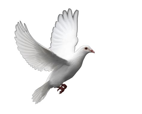 Dove Png Transparent Dovepng Images Pluspng