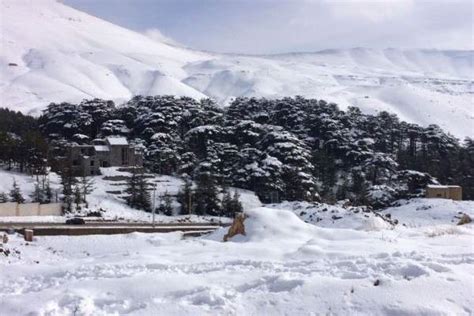 الثلج يكسو جبال أرز لبنان