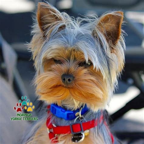 All our beautiful puppies are come from our professional private breeders. Available Micro Teacup Yorkies* Toy Yorkie Puppies* Yorkie ...