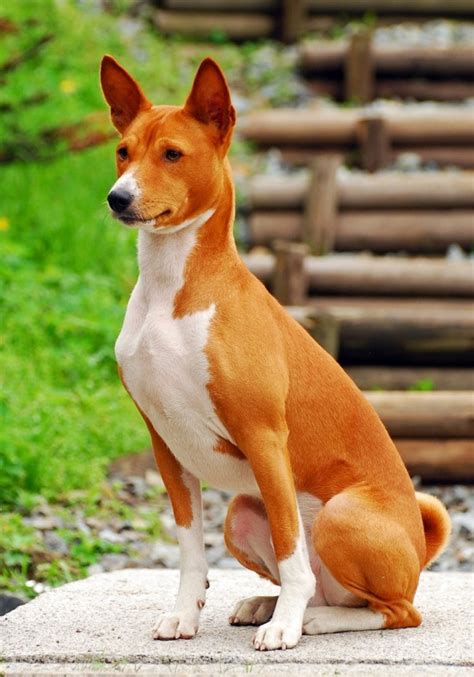 Basenji Breed Information Thriftyfun