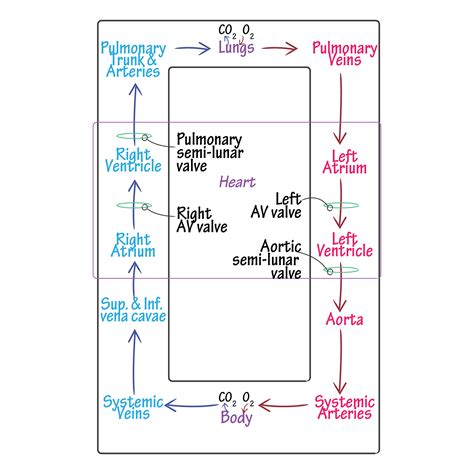 Gross Anatomy Of The Lungs Anatomy Drawing Diagram