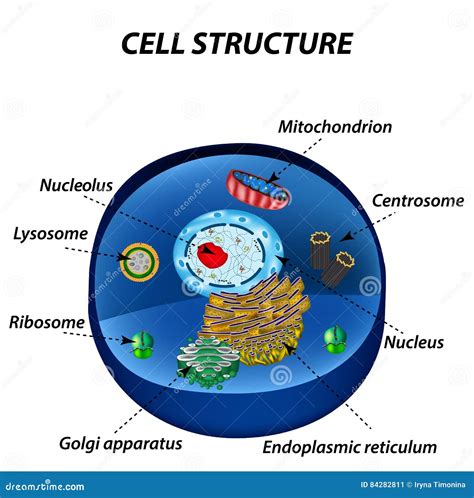 Structure Des Cellules Humaines Organelles Le Noyau De Noyau Endoplas