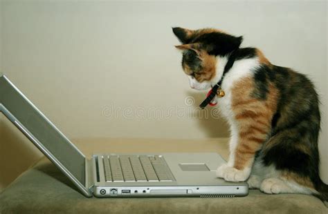 Gato Usando El Ordenador Imagen De Archivo Imagen De Aprendizaje 296803