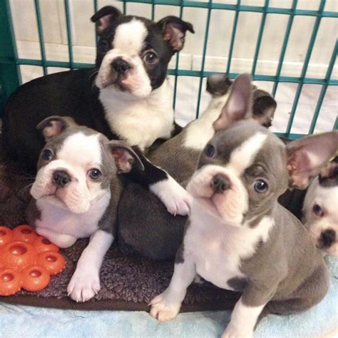 Why buy a puppy for sale if you can adopt and save a life? Boston Terrier Puppies For Sale | Virginia Beach, VA #232332