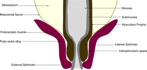 Drawing Describing The Anal Canal Anatomy The Anorectal Junction Download Scientific Diagram