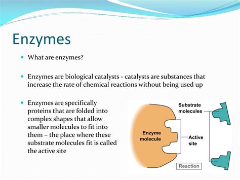 Ppt Enzymes Powerpoint Presentation Free Download Id1794098