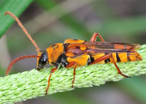 Wasp Like Longicorn Beetle Ii Hesthesis Ferruginea