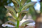 livingplantworld: Order: Lamiales Family Acanthaceae Genus: Acanthus ...