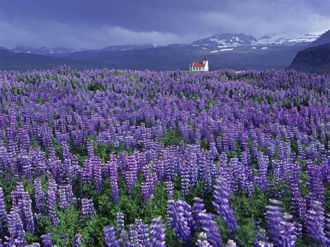 Seljalandsfoss Iceland Lupine Flowers Flowers Nature Wild Flowers