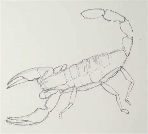 Update More Than 69 Scorpion Pencil Sketch Best Seven Edu Vn