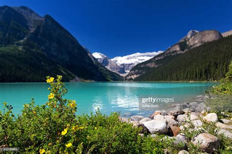 Yellow Flowers Along Turquoise Waters Of Lake Louise With Mountains In