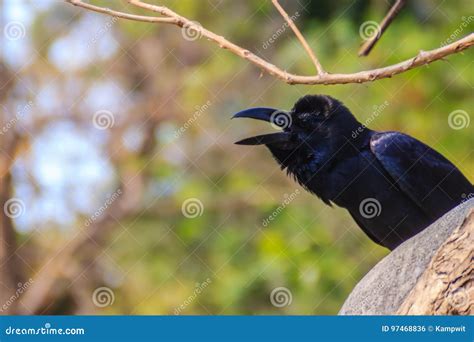 Close Up Black Crow In The Public Park Corvus Corone Common Bl Stock Photo Image Of Common