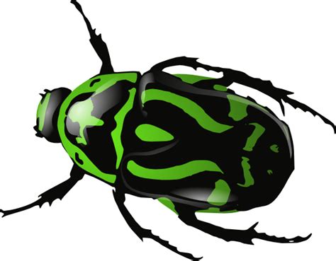 Free Beetles Cliparts Download Free Beetles Cliparts Png Images Free