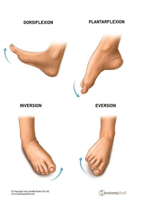 Foot And Ankle Anatomy Range Of Motion And Structure Anatomystuff