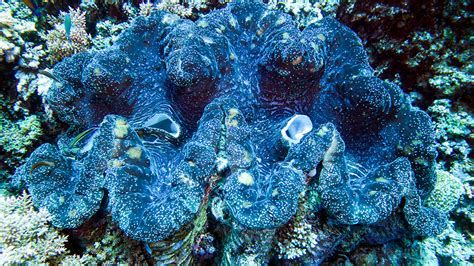How The Great Barrier Reefs Iconic Great Eight Species Mate