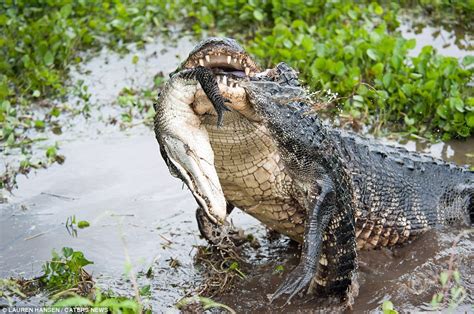 Eat Ya Later Alligator Smaller Reptile Falls Prey To Bigger Rival Who